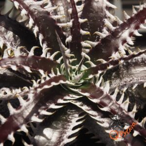 Dyckia ML x Bangkok Star