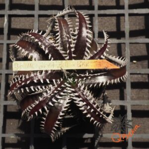 Dyckia ML x Bangkok Star