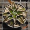 Dyckia (HH x Bone) x Marathon