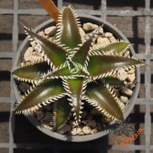 Dyckia (HH x Bone) x Marathon
