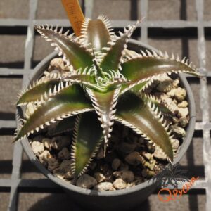Dyckia (HH x Bone) x Marathon