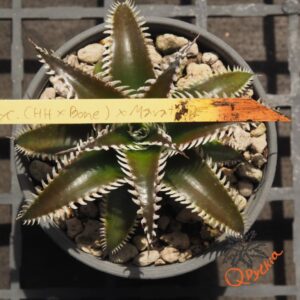 Dyckia (HH x Bone) x Marathon