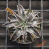 Dyckia (HH x Bone) x Marathon