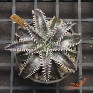 Dyckia (HH x Bone) x Marathon