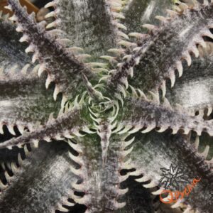 Dyckia (HH x Bone) x Marathon