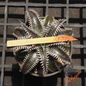 Dyckia (HH x Bone) x Marathon