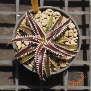 Dyckia Marathon x Bone