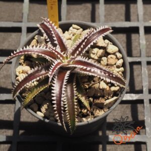 Dyckia Marathon x Bone