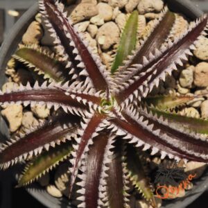 Dyckia Marathon x Bone