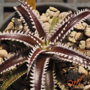 Dyckia Marathon x Bone
