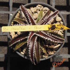 Dyckia Marathon x Bone