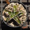Dyckia Wasabi x Marathon