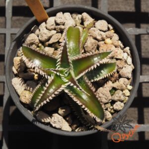 Dyckia Wasabi x Marathon