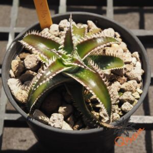 Dyckia Wasabi x Marathon