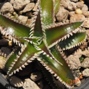 Dyckia Wasabi x Marathon