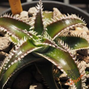 Dyckia Wasabi x Marathon