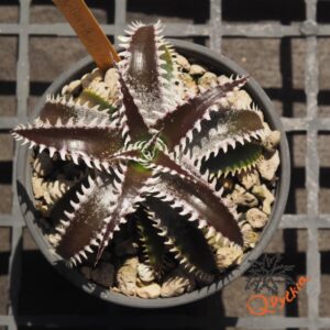 Dyckia (HH x Bone) x Marathon