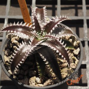 Dyckia (HH x Bone) x Marathon