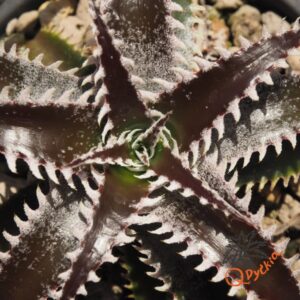 Dyckia (HH x Bone) x Marathon