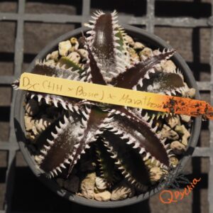 Dyckia (HH x Bone) x Marathon