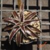 Dyckia Marathon x Bone