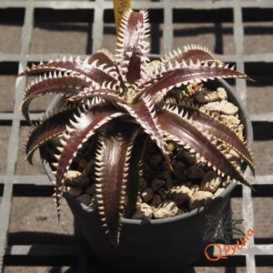Dyckia Marathon x Bone