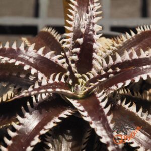 Dyckia Marathon x Bone