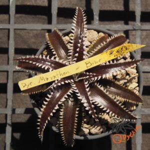 Dyckia Marathon x Bone