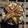 Dyckia Wasabi x Marathon