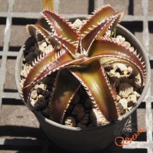 Dyckia Wasabi x Marathon