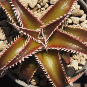 Dyckia Wasabi x Marathon
