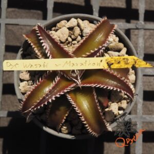 Dyckia Wasabi x Marathon