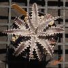 Dyckia Marathon x (HH x Bone)