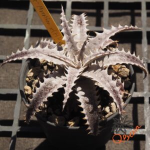 Dyckia Marathon x (HH x Bone)