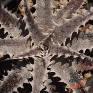 Dyckia Marathon x (HH x Bone)