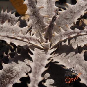 Dyckia Marathon x (HH x Bone)