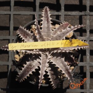Dyckia Marathon x (HH x Bone)