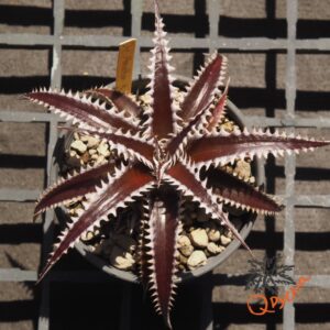 Dyckia Marathon x Bone