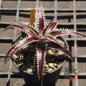Dyckia Marathon x Bone