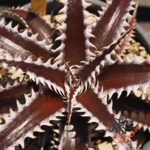 Dyckia Marathon x Bone