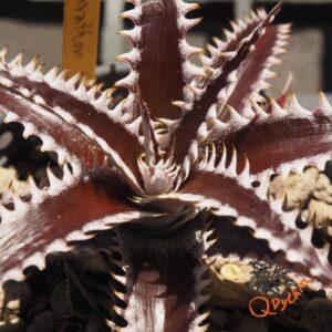 Dyckia Marathon x Bone
