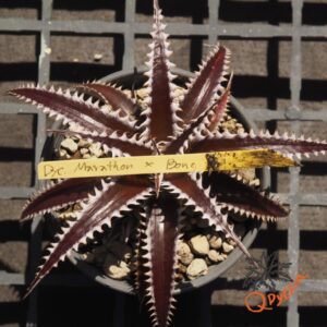 Dyckia Marathon x Bone