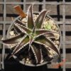 Dyckia (HH x Bone) x Marathon