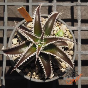 Dyckia (HH x Bone) x Marathon