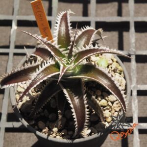 Dyckia (HH x Bone) x Marathon