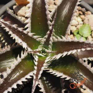 Dyckia (HH x Bone) x Marathon