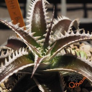 Dyckia (HH x Bone) x Marathon