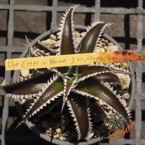 Dyckia (HH x Bone) x Marathon