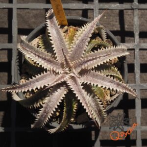 Dyckia Marathon x Bone