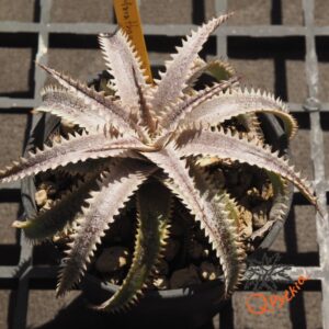 Dyckia Marathon x Bone